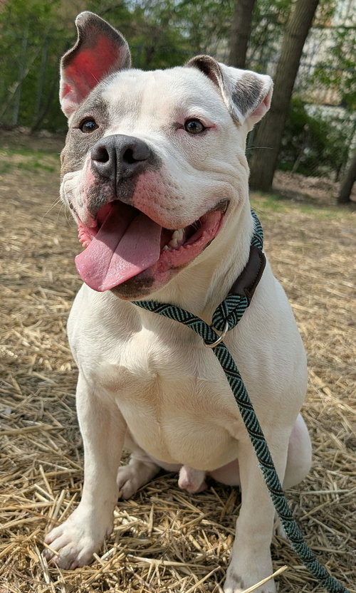 Corbin, an adoptable Pit Bull Terrier in Crete, IL