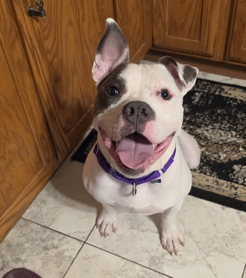 Corbin available through Dogs Are Deserving