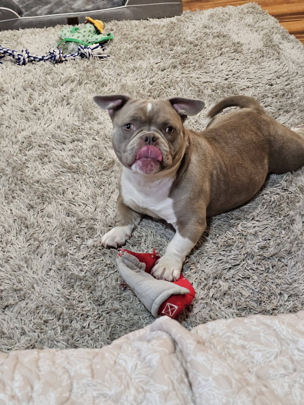 Princess Penelope