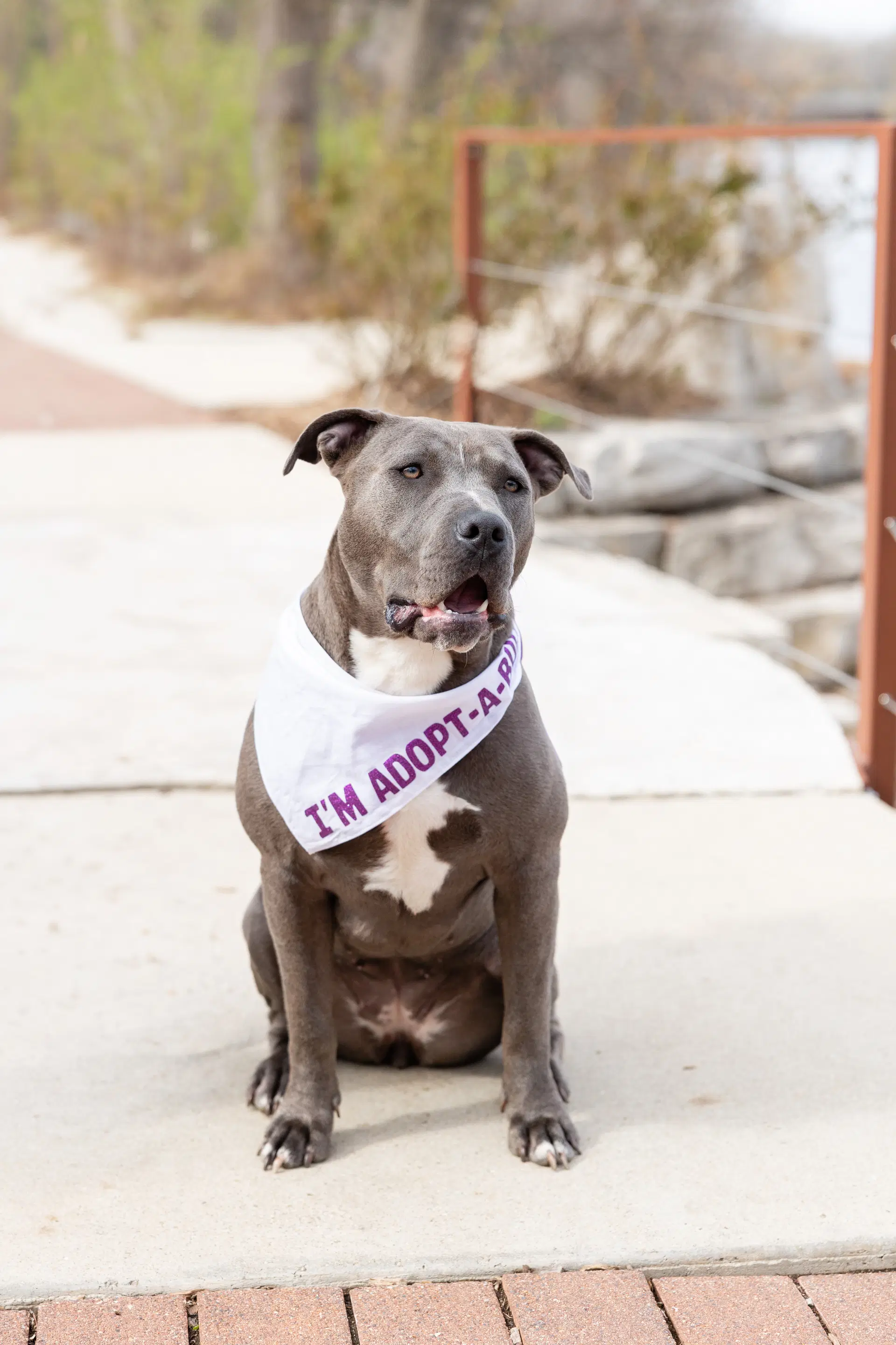Nerida - Pit Bull Terrier