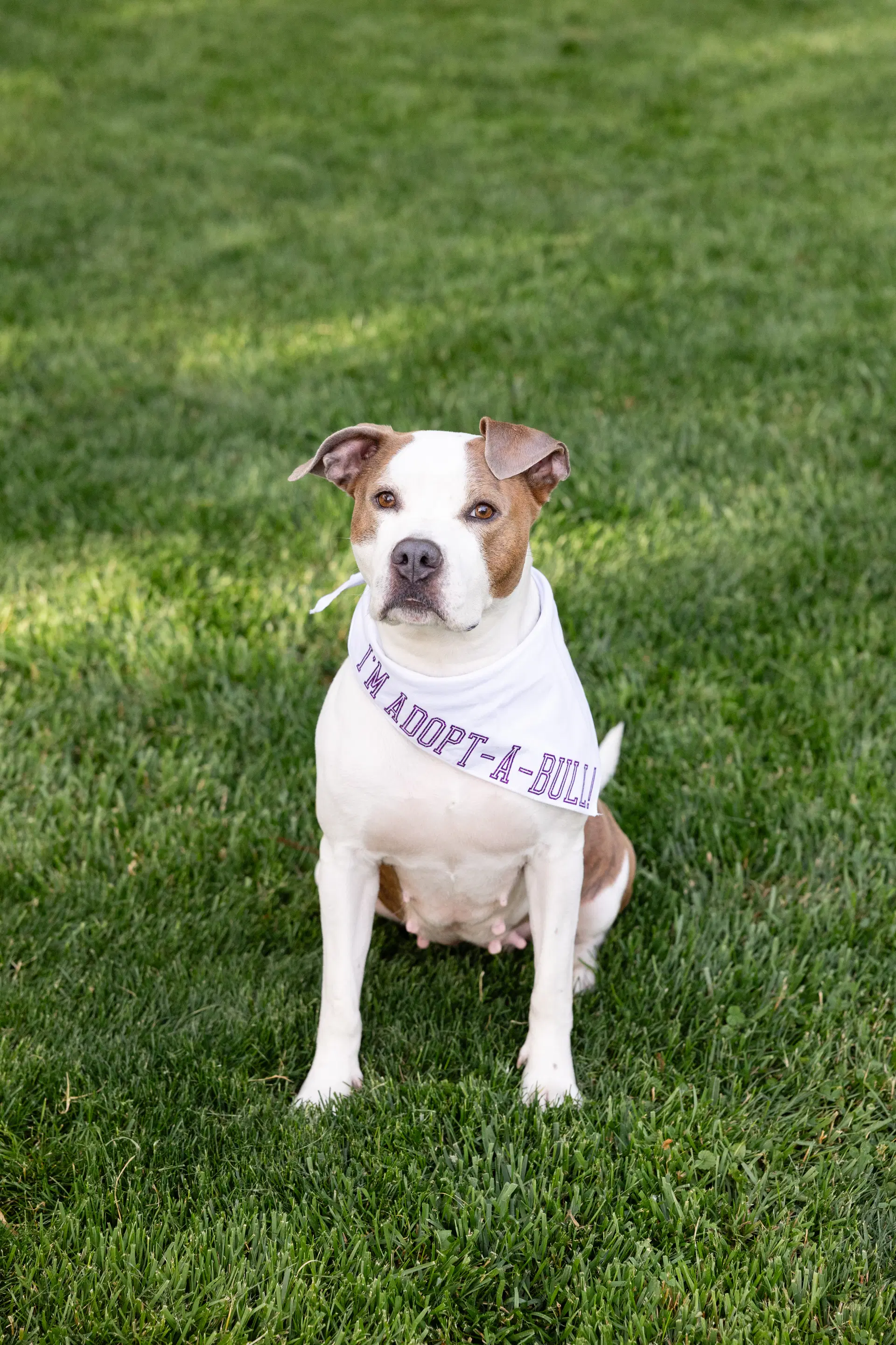 Bella Donna - Pit Bull Terrier