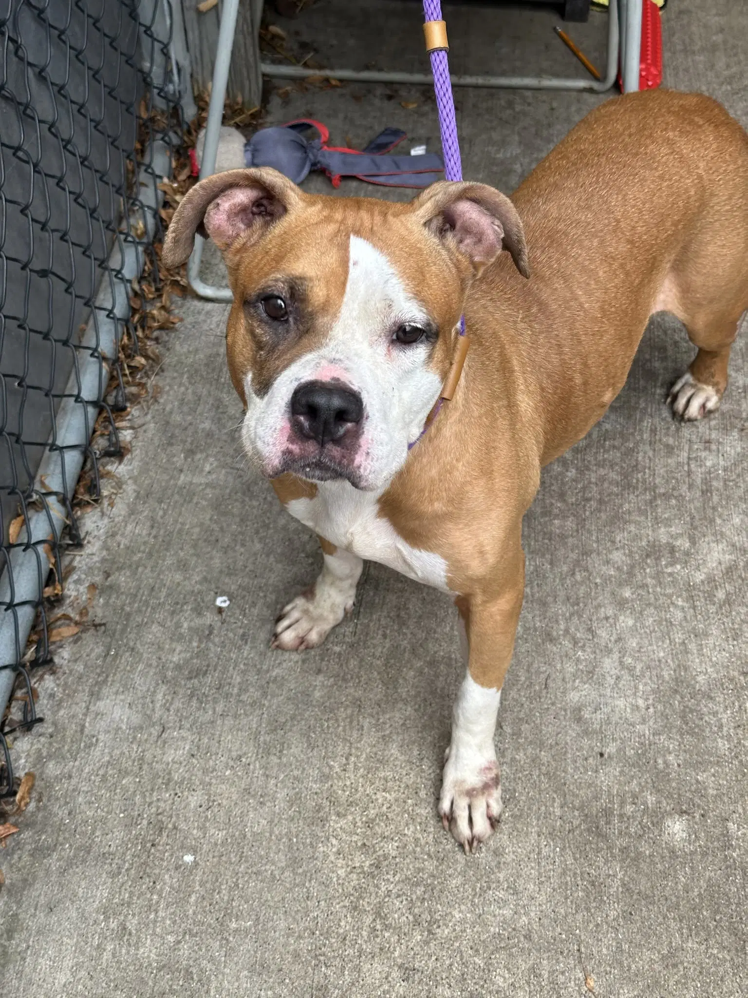 Shireen - Pit Bull Terrier