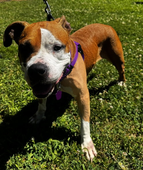 Shireen, Pit Bull Terrier / Mixed