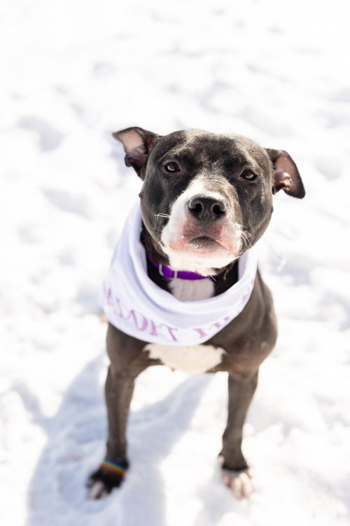 Lucy, an adoptable Pit Bull Terrier / Mixed at Dogs Are Deserving