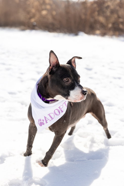 Lucy, Pit Bull Terrier / Mixed