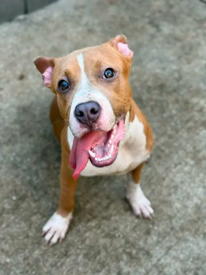 Silly Putty - Pit Bull Terrier