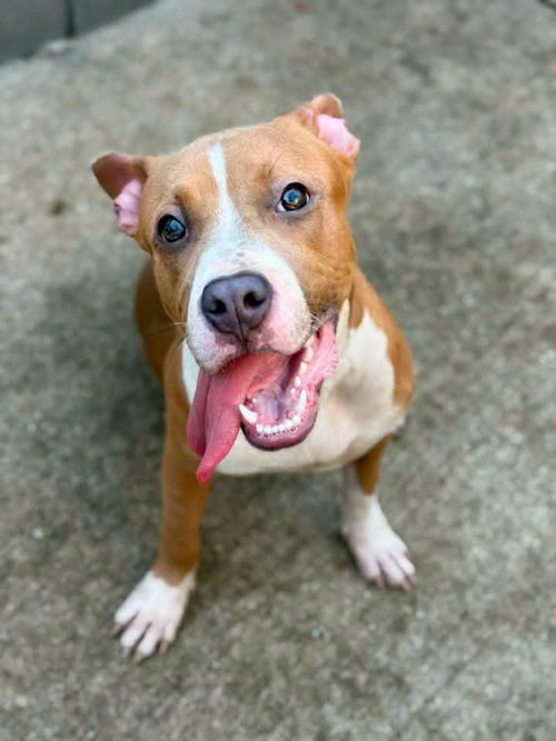 Silly Putty, an adoptable Pit Bull Terrier / Mixed at Dogs Are Deserving
