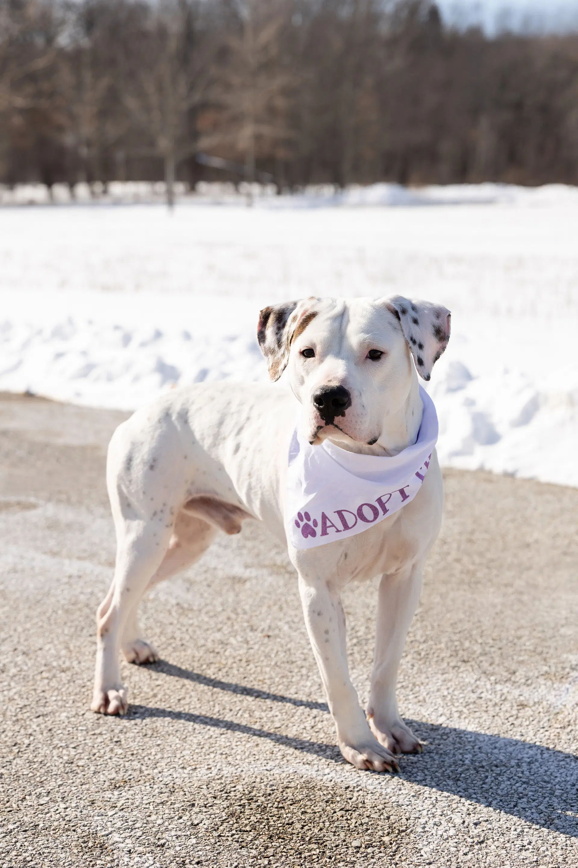 Everest - Pit Bull Terrier