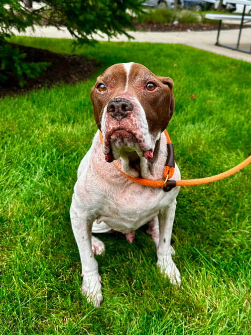 Rocky, an adoptable Hound / Mixed at Dogs Are Deserving