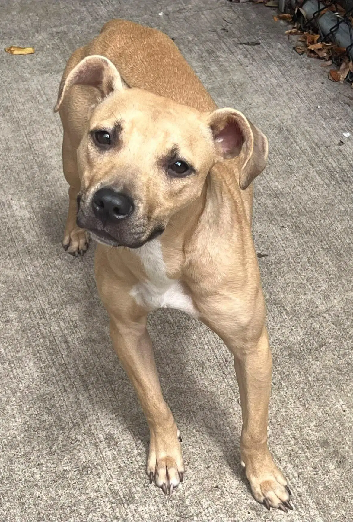 Poppyseed - Pit Bull Terrier