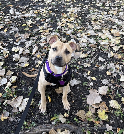 Poppyseed, Pit Bull Terrier / Mixed