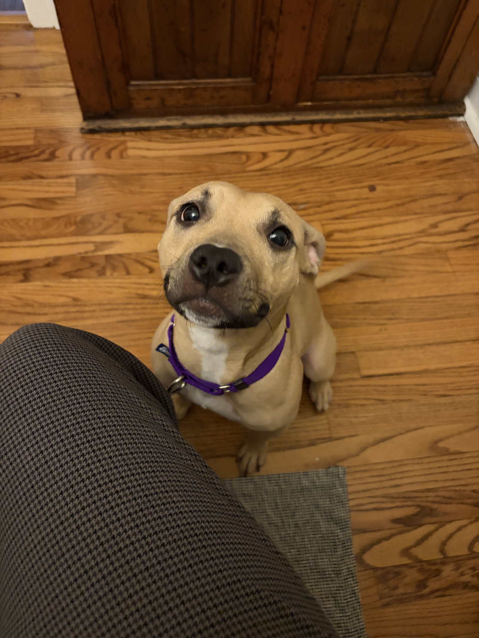 Poppyseed, photo 4