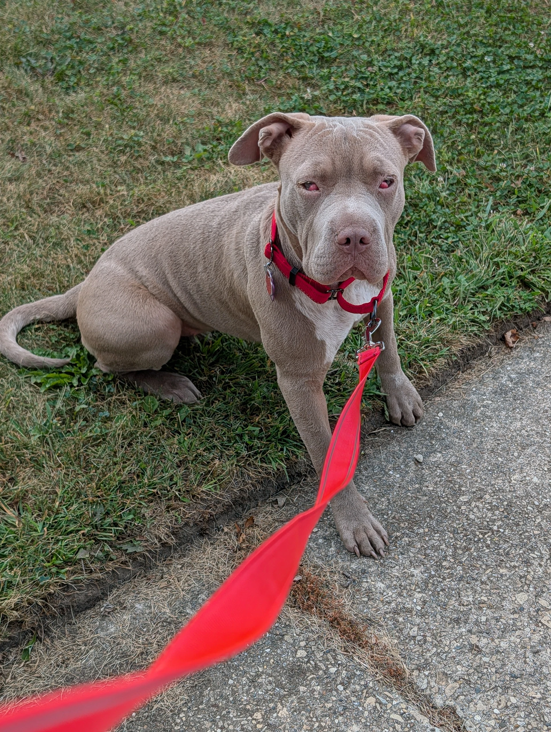 Rori