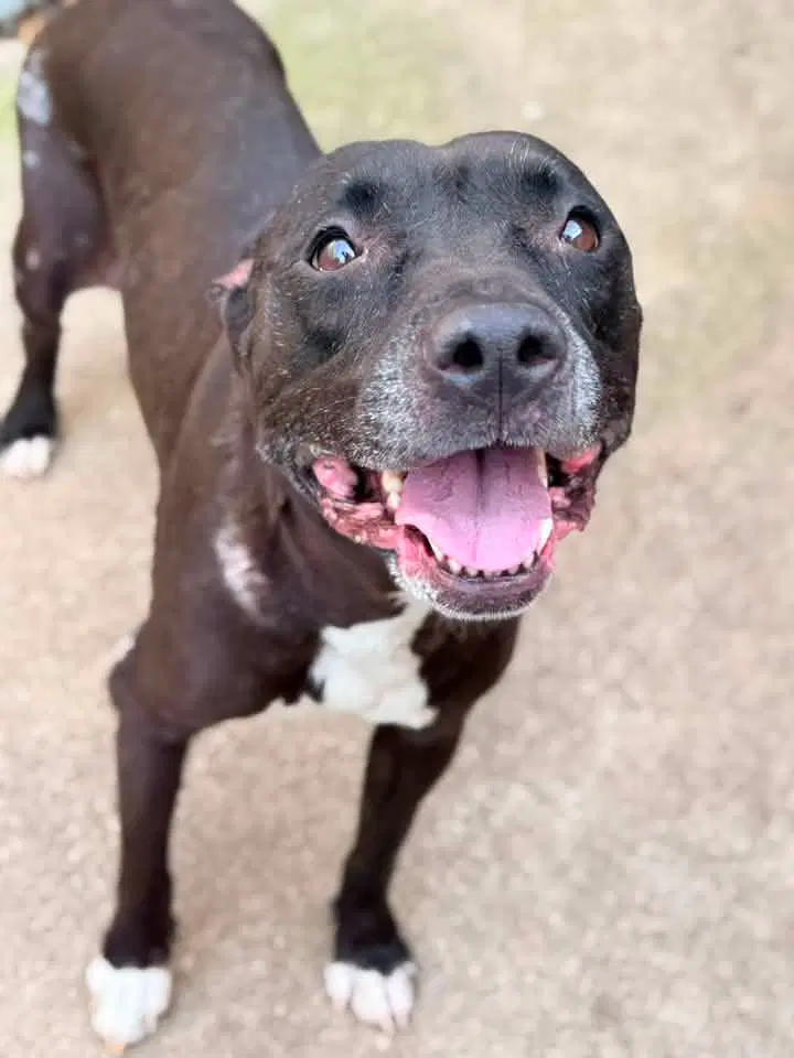 Vicky - Pit Bull Terrier