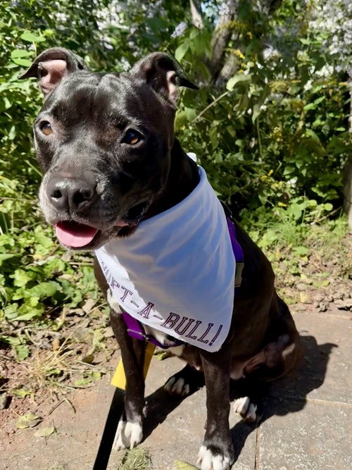 Vicky, Pit Bull Terrier / Mixed
