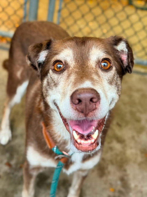 Cholena, an adoptable Husky / Mixed at Dogs Are Deserving