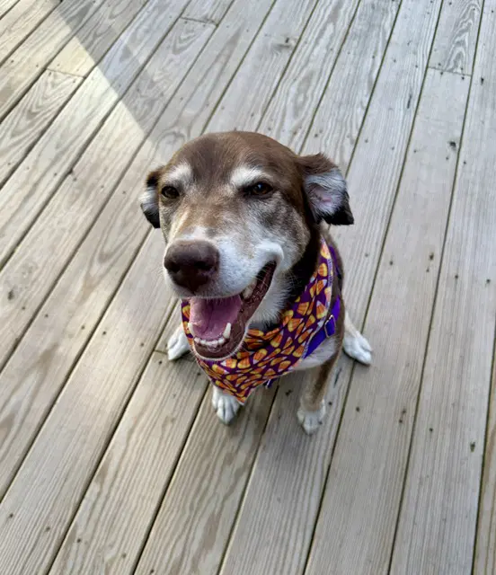 Cholena - Husky