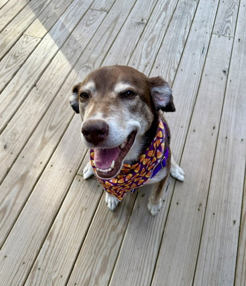 Cholena available through Dogs Are Deserving