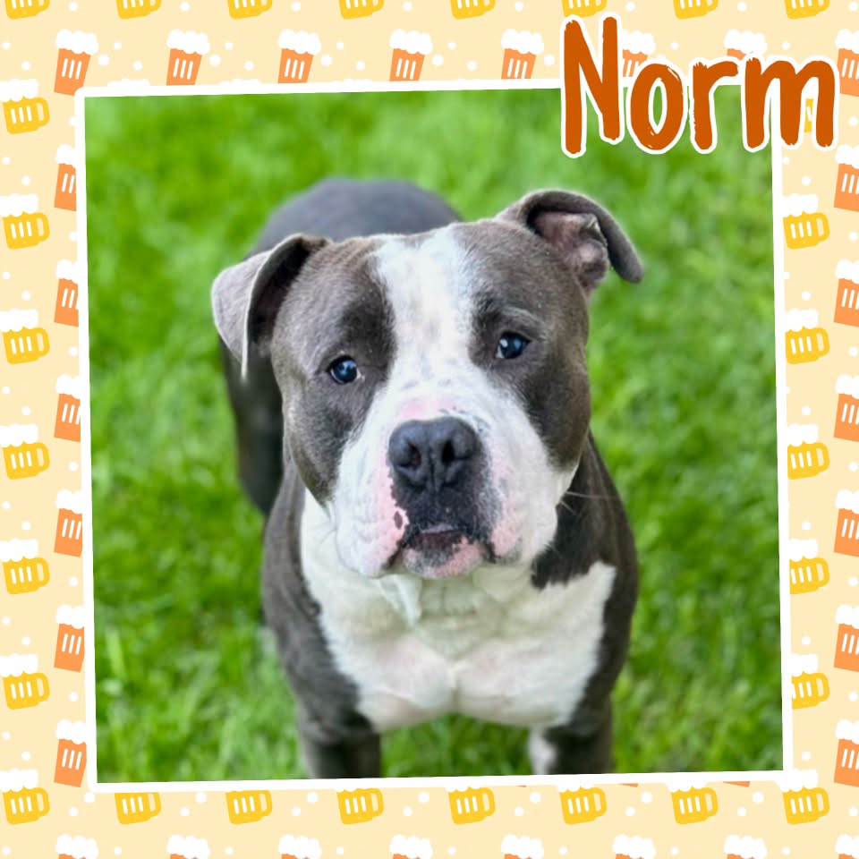 Norm, Pit Bull Terrier