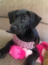 Miss Piggy - ADOPTED