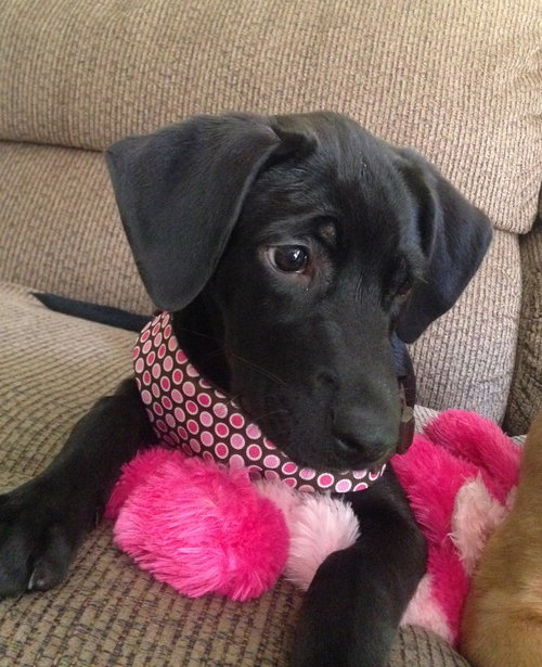 Miss Piggy - ADOPTED
