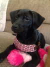 Miss Piggy - ADOPTED