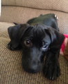Miss Piggy - ADOPTED