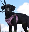 Miss Piggy - ADOPTED