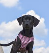 Miss Piggy - ADOPTED