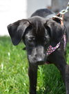 Miss Piggy - ADOPTED