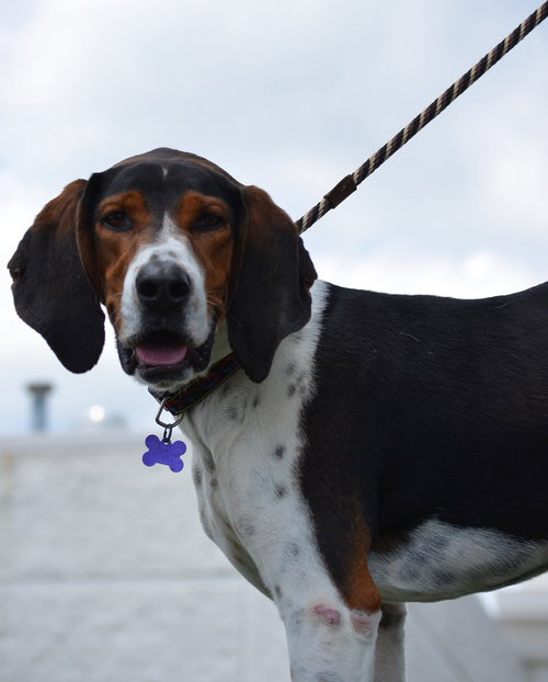 Roscoe