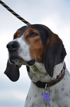 Roscoe