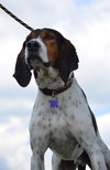 Roscoe
