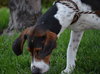 Roscoe