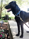 Cooper