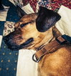 Bernadette