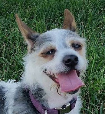 Gizmo