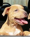 Nixie