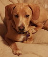 Murphy