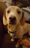 Murphy