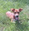 Roxie