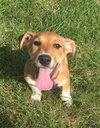 Roxie