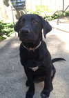 Bauer
