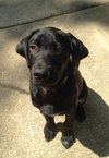 Bauer