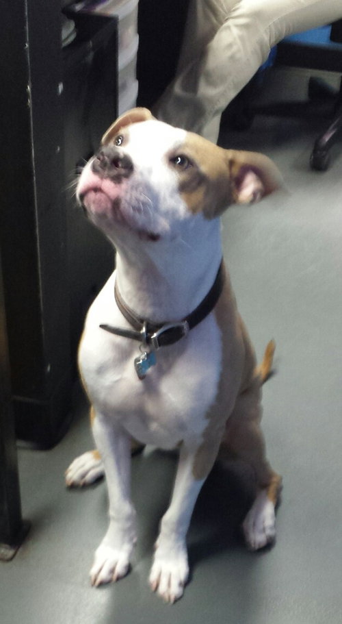 Bruno