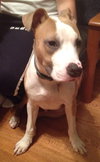 Bruno