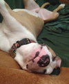 Bruno