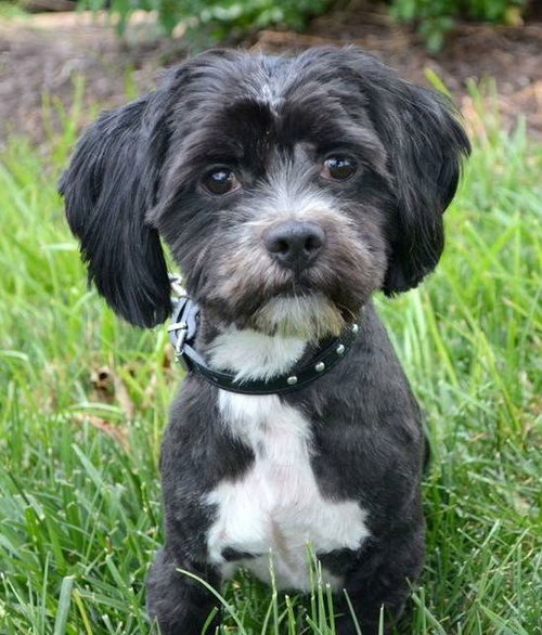 Frazier