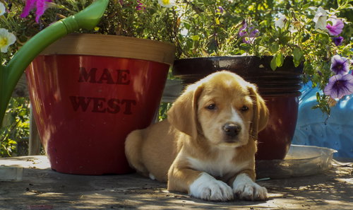 May West