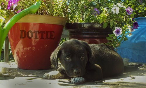 Dottie